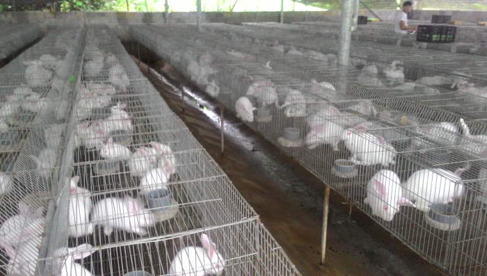 Mô hình nuôi thỏ cho thu nhập ổn định  Báo Quảng Bình điện tử