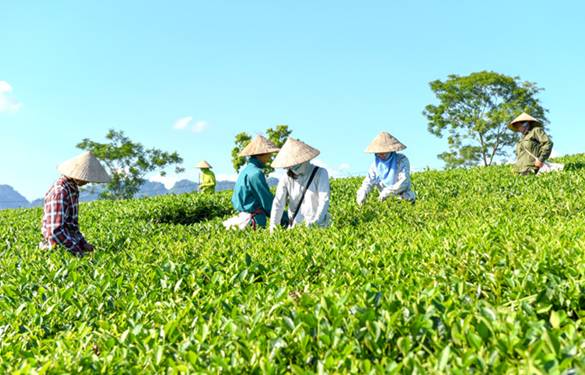 Trang Thông Tin Điện Tử Nông Thôn Mới Tỉnh Tuyên Quang